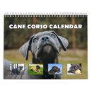 Search for cane corso Beautiful