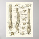 Search for medical posters Bones