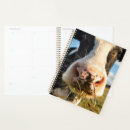 Search for cow planners Livestock