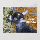 Search for baby goat birthday cards Cute