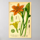 Search for daylily Botanical