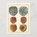 Search for sand dollar Seashell
