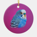 Search for parakeet ornaments Budgie
