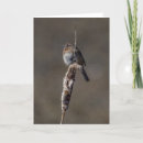 Search for sparrow cards Wildlife