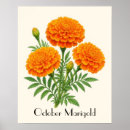 Search for marigold art Orange