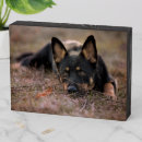 Search for german shepherd photo display Canine