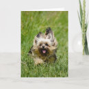 Search for running cards Puppy