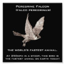Search for falconry posters birds