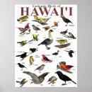 Search for bird posters Hawaii