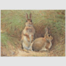 Search for easter tissue paper Rabbits