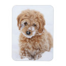 Search for face magnets Pet