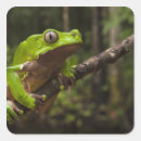 Search for rainforest frog stickers Arboreal