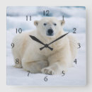 Search for bear clocks Danita delimont
