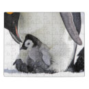 Search for penguin puzzles Antarctica