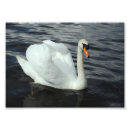 Search for swan posters Animal