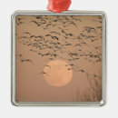 Search for southwest ornaments Animal