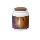 Search for guinea pig favors Pet