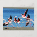 Search for caribbean postcards Flamingo