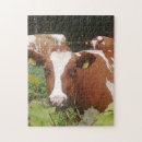 Search for cow puzzles Grazing
