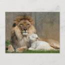 Search for lion and lamb Peace on earth
