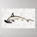 Search for hammerhead shark gifts Illustration