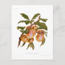 Search for transparent postcards Vintage