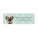 Search for anatolian shepherd Puppy