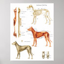 Search for dog anatomy posters Canine