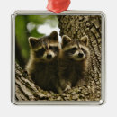 Search for raccoon ornaments Wildlife