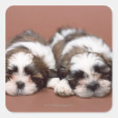 Search for shih tzu stickers Animal