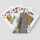 Search for squirrel playing cards Nature photography