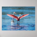 Search for roseate spoonbill posters Florida
