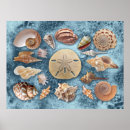 Search for seashell posters Summer