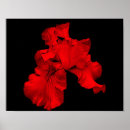Search for iris flower gifts Floral