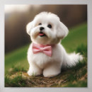 Search for maltese dog gifts Dogs