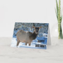 Search for elk birthday cards Wildlife