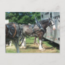 Search for draft horse Livestock