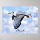 Search for seagull bird posters wildlife