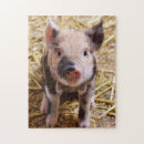 Search for pig puzzles Farm