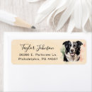 Search for border collie return address labels Animal lover