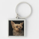 Search for yorkie keychains Animals
