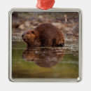 Search for denali national park ornaments Usa
