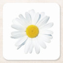 Search for daisy coasters Blossom