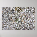Search for oyster posters Shell