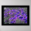 Search for blacklight posters Flower