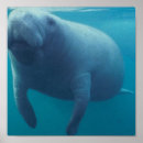 Search for manatee posters Marine life