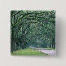 Search for tree of life buttons Landscape