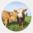 Search for scottish highland cow stickers Agriculture