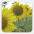 Search for sunflower burgundy rose stickers Yellow
