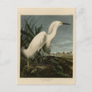 Search for audubon postcards Lithograph